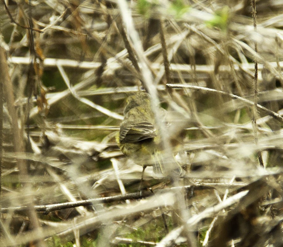 Palm Warbler - ML130105061