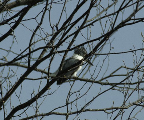 Belted Kingfisher - ML130105141