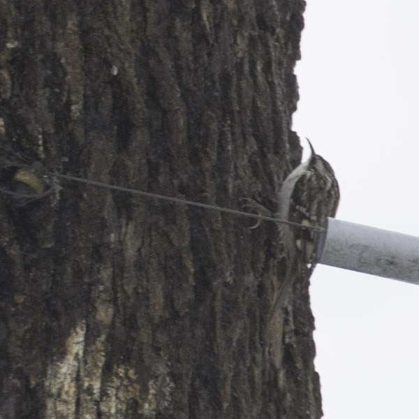 Brown Creeper - ML130105611