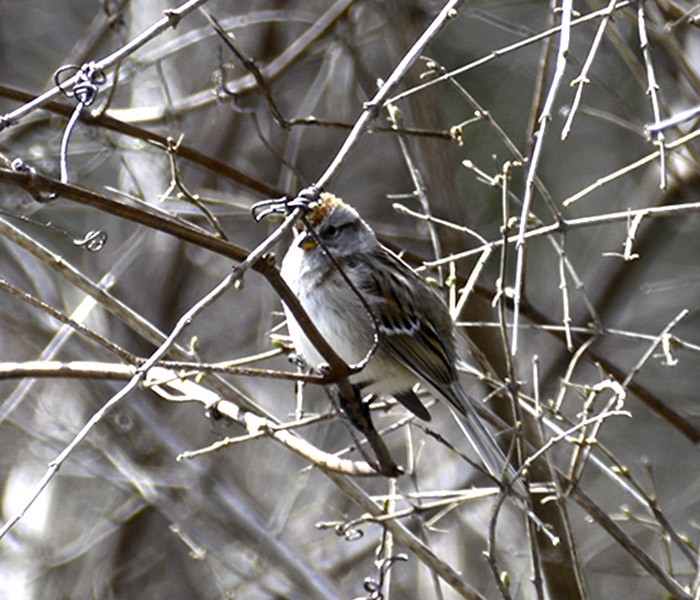 American Tree Sparrow - ML130105881