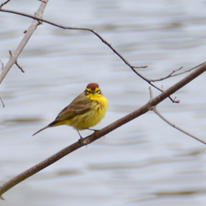 Palm Warbler - ML130105931