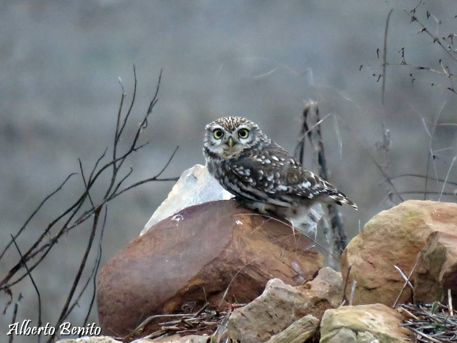 Little Owl - ML130106011