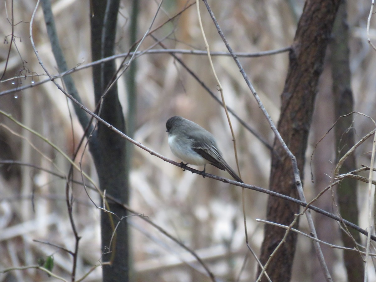 Eastern Phoebe - Jennifer Wilson-Pines