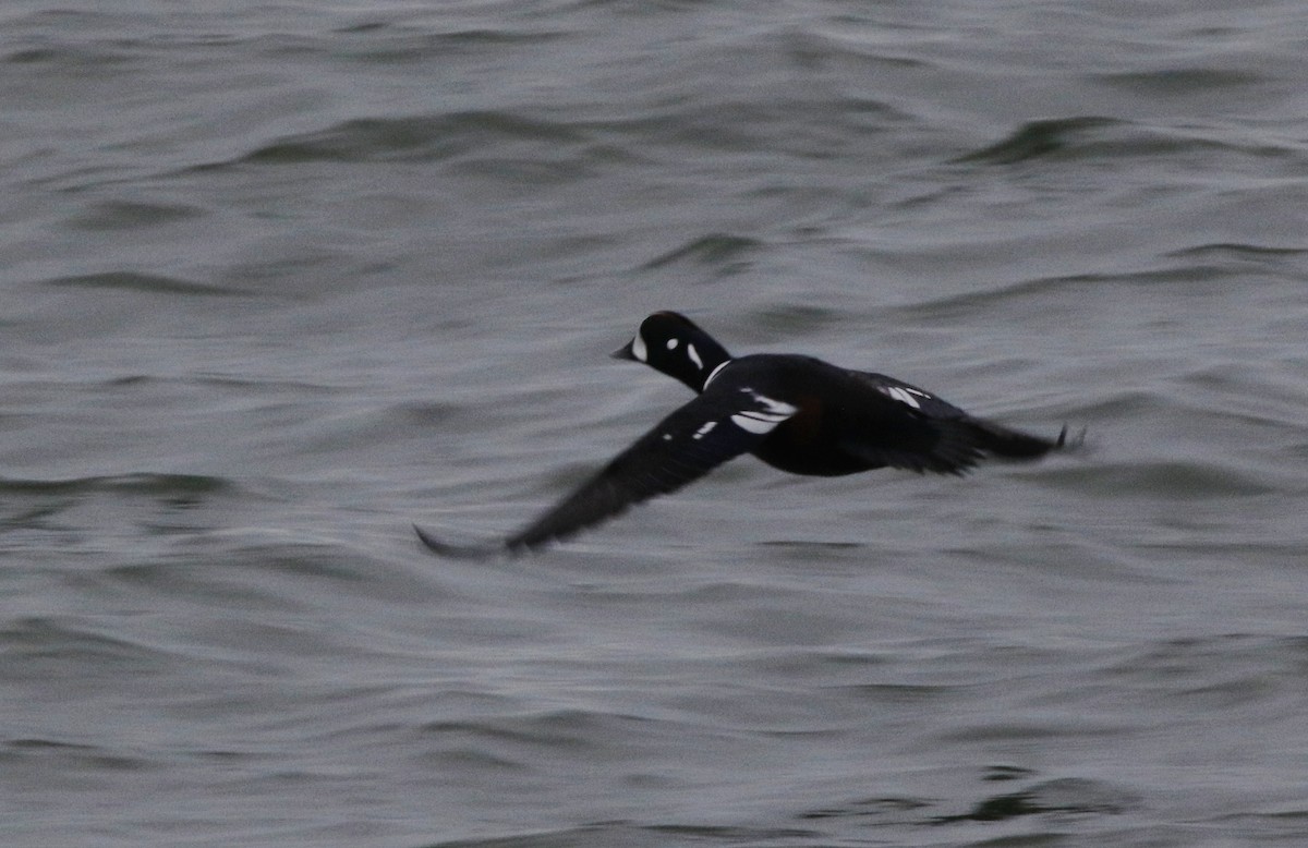 Harlequin Duck - George Rementer