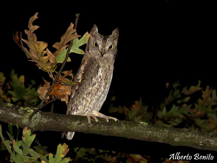 Eurasian Scops-Owl - Alberto Benito