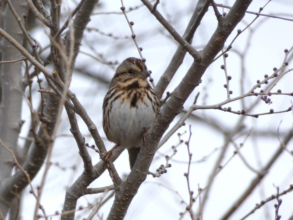 Song Sparrow (melodia/atlantica) - ML130110281