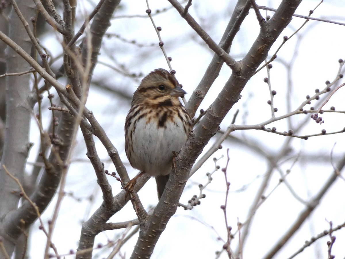Song Sparrow (melodia/atlantica) - ML130110291