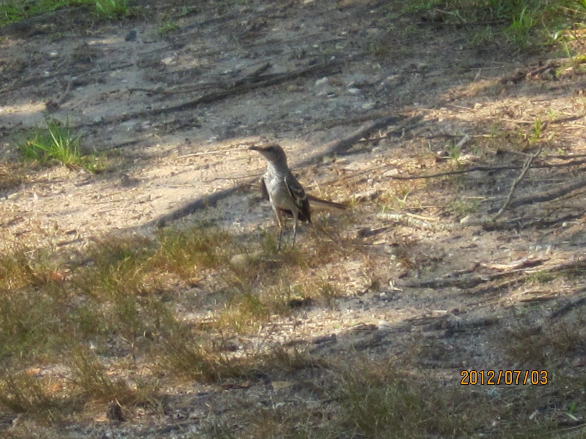 Northern Mockingbird - ML130111621