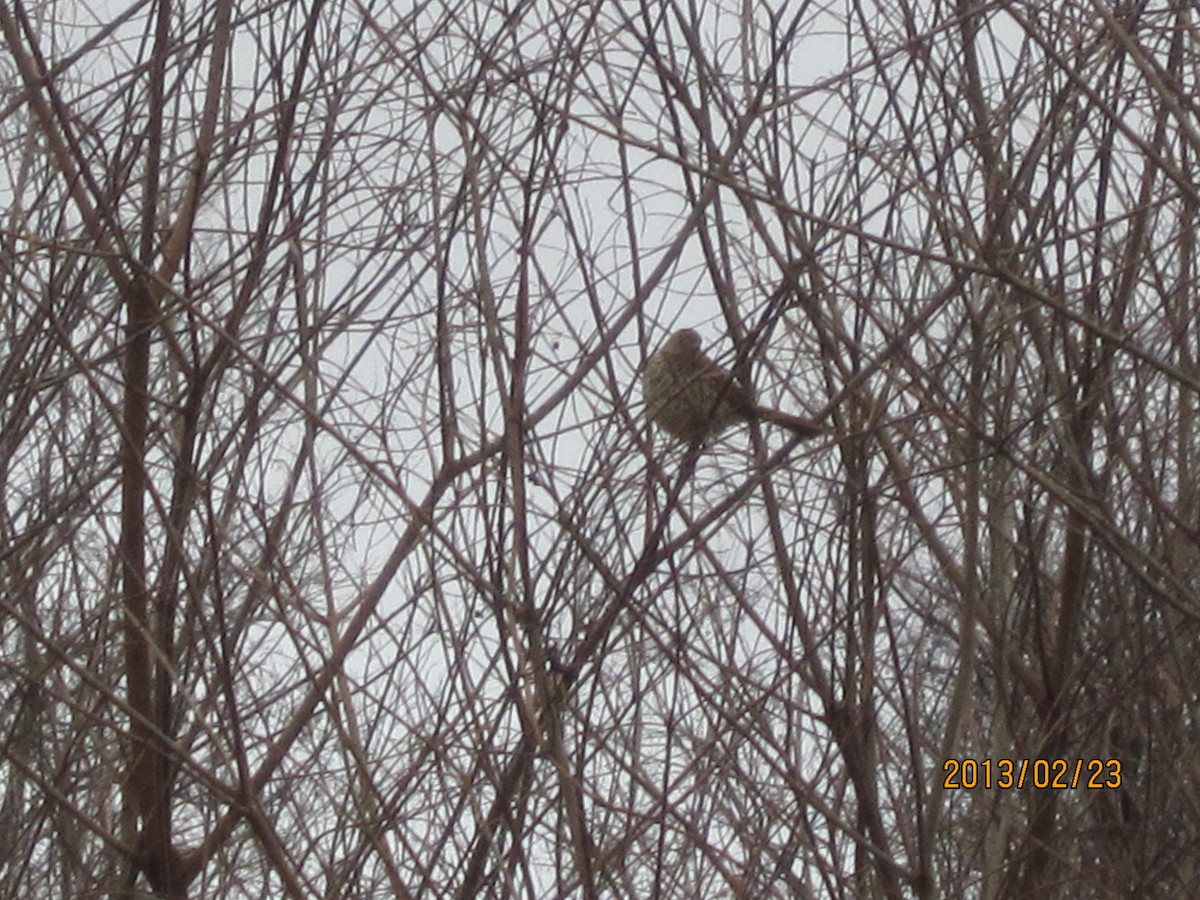 Brown Thrasher - ML130112081