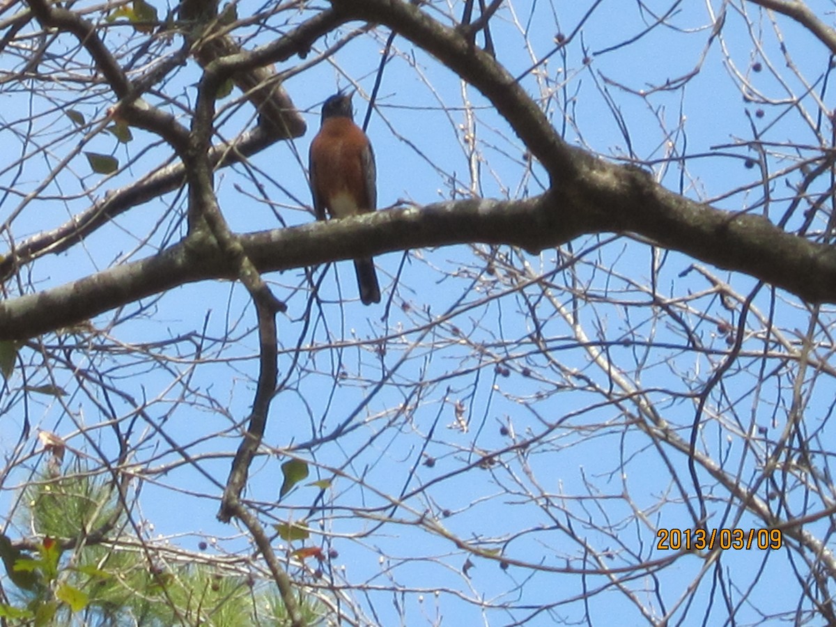 American Robin - ML130112191