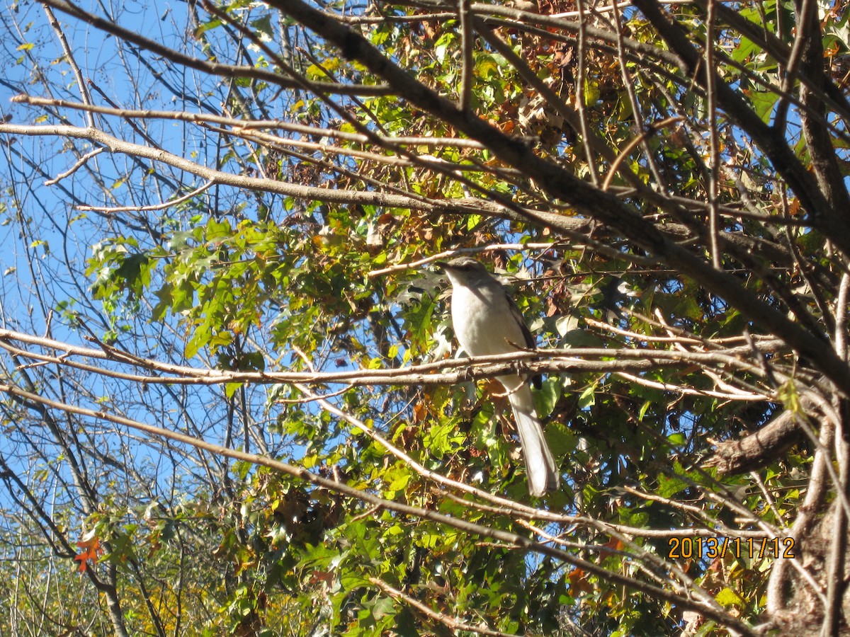 Northern Mockingbird - ML130113361