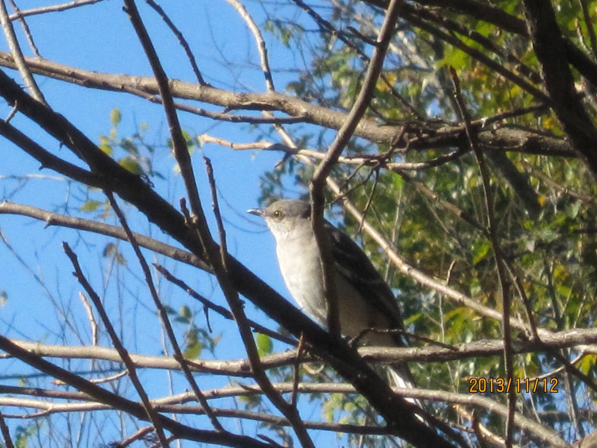 Northern Mockingbird - ML130113371