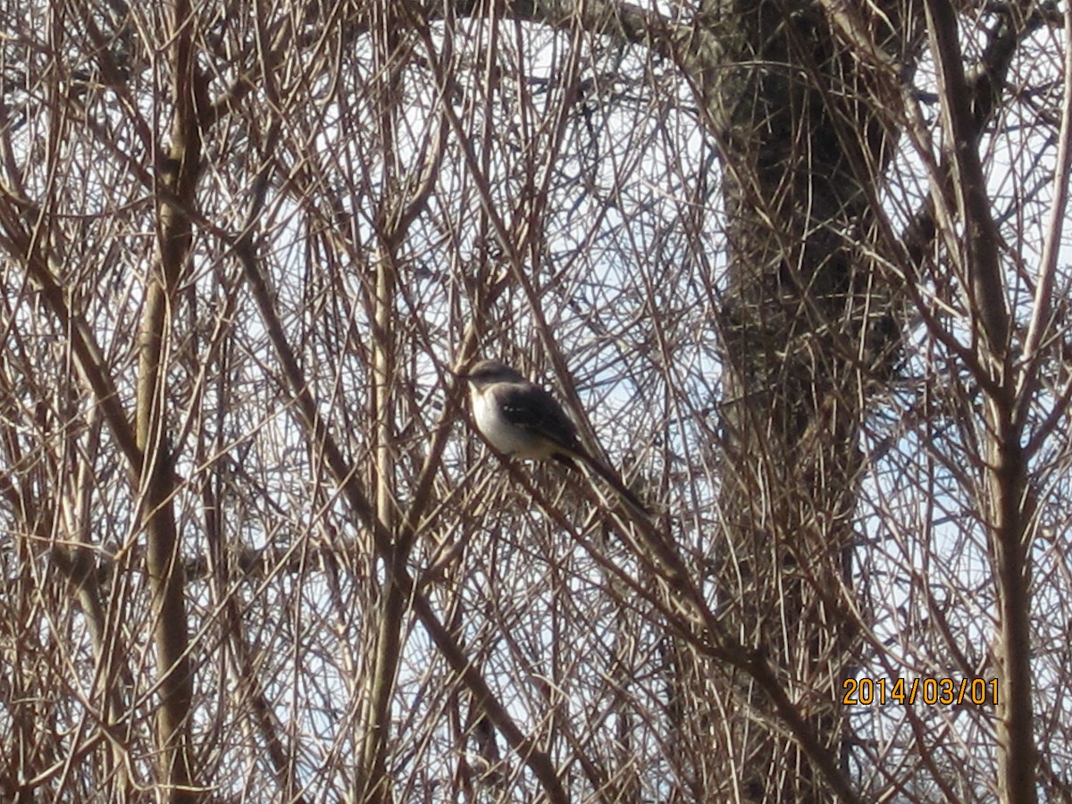 Northern Mockingbird - ML130114251