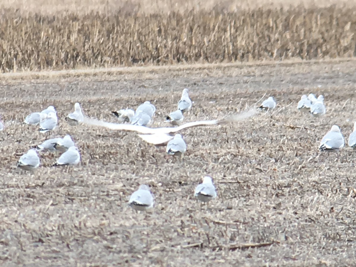 Glaucous Gull - Kathy Carroll