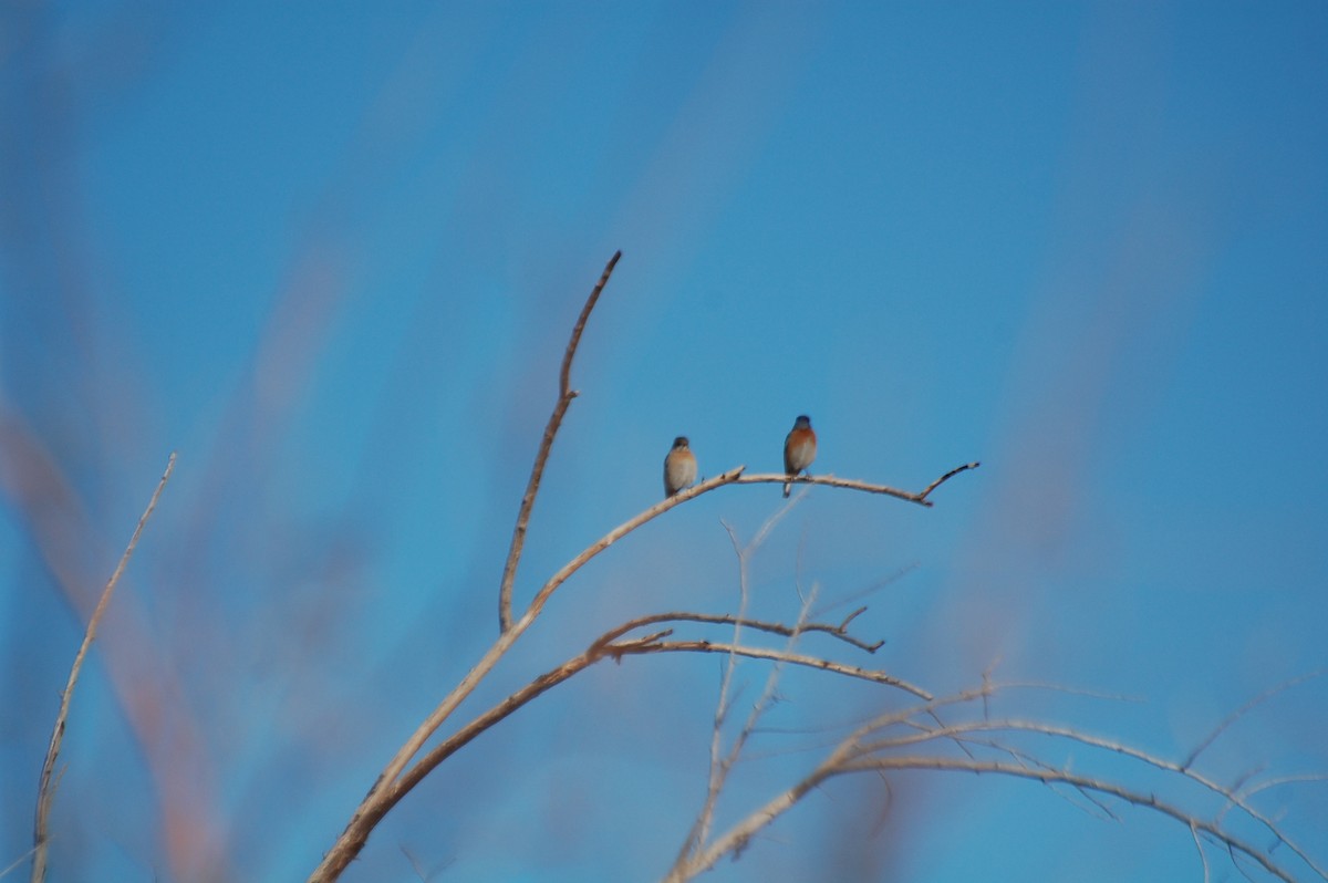 Eastern Bluebird - ML130117691