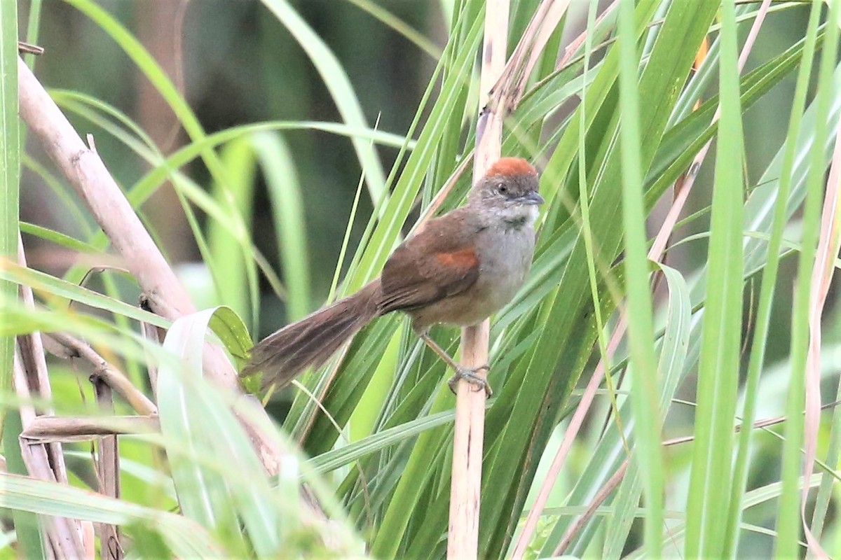 Pale-breasted Spinetail - ML130118221
