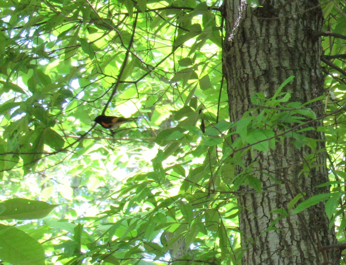 American Redstart - ML130118601
