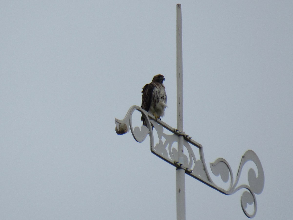 Red-tailed Hawk - ML130121481