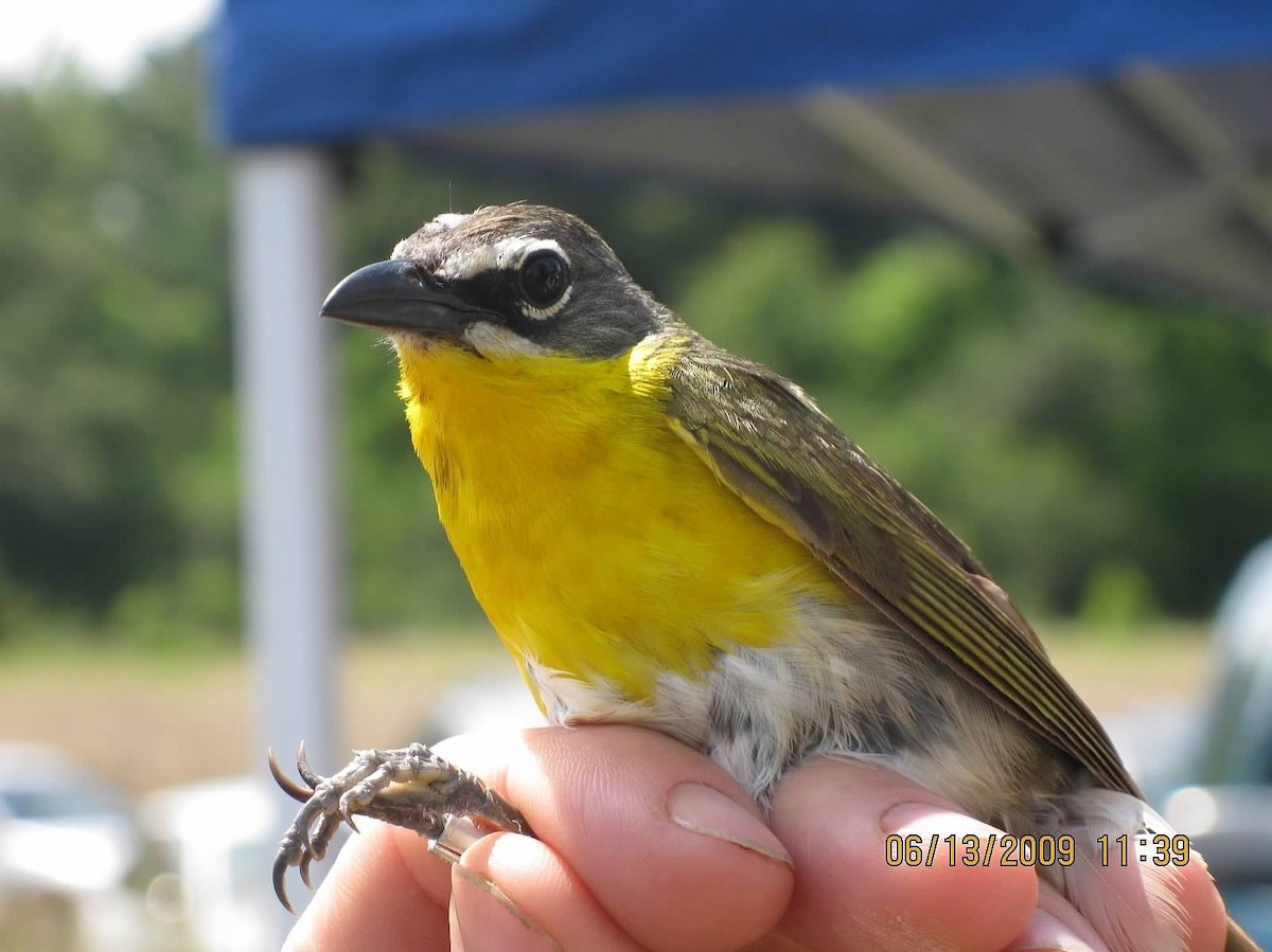 Yellow-breasted Chat - Anne Thompson