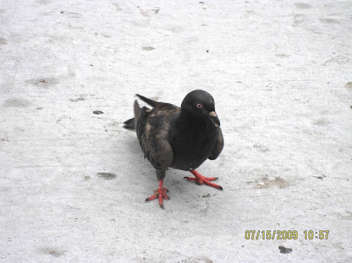 Rock Pigeon (Feral Pigeon) - ML130121961