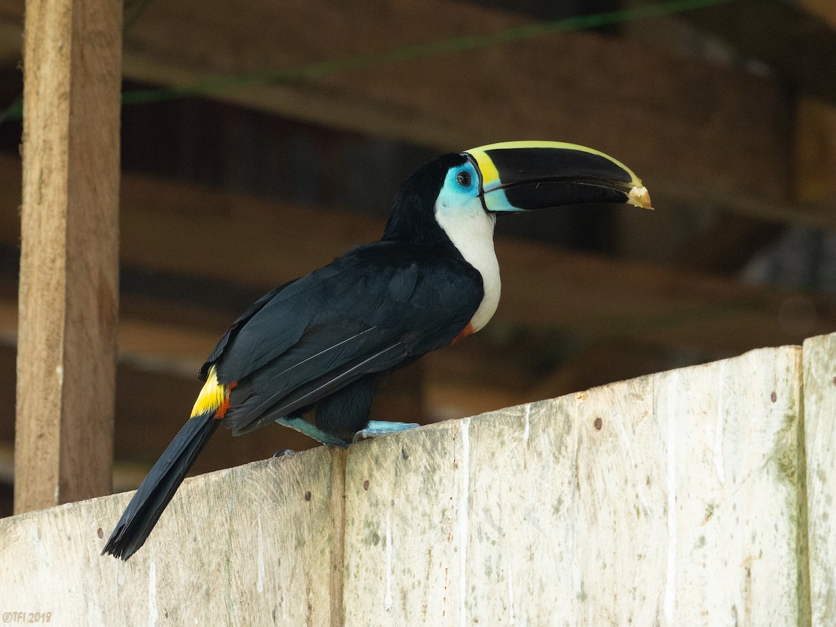 Toucan à bec rouge - ML130122281