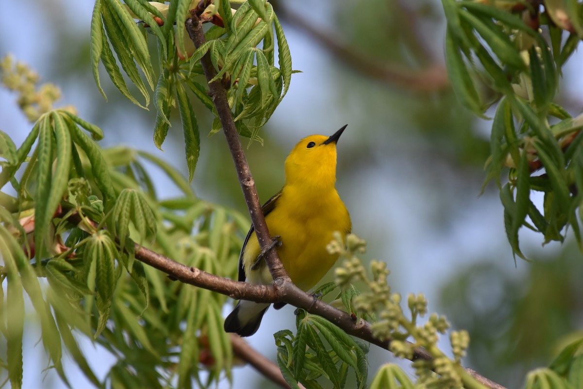 Prothonotary Warbler - Oliver Burrus