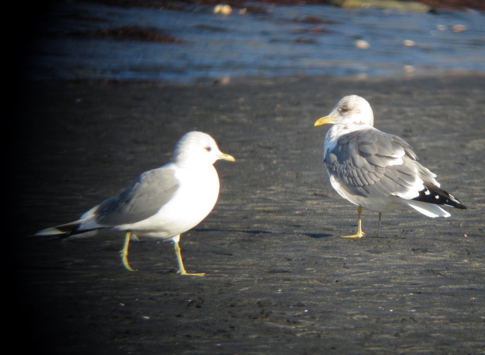 Common Gull (Kamchatka) - ML130124281