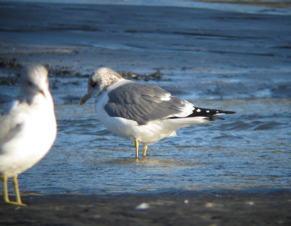 Common Gull (Kamchatka) - Richard MacIntosh