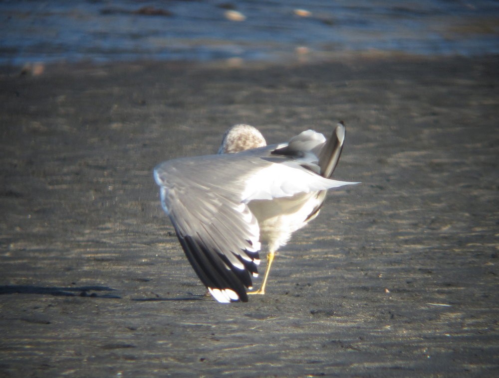 Common Gull (Kamchatka) - ML130124301