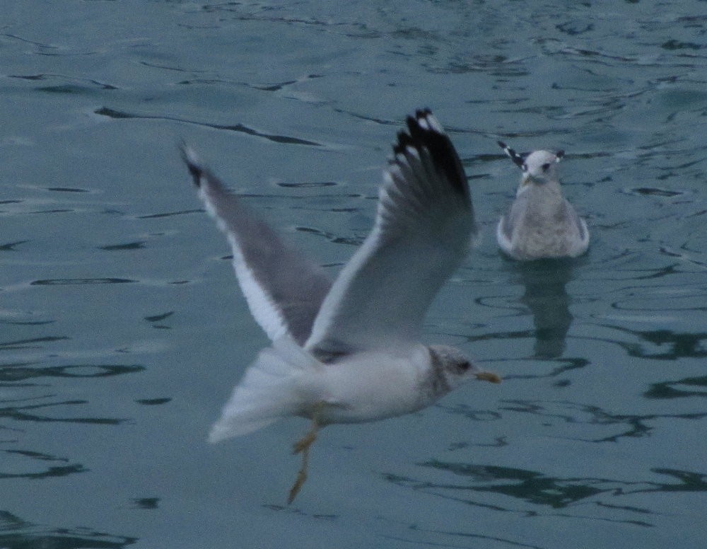 Common Gull (Kamchatka) - ML130124501