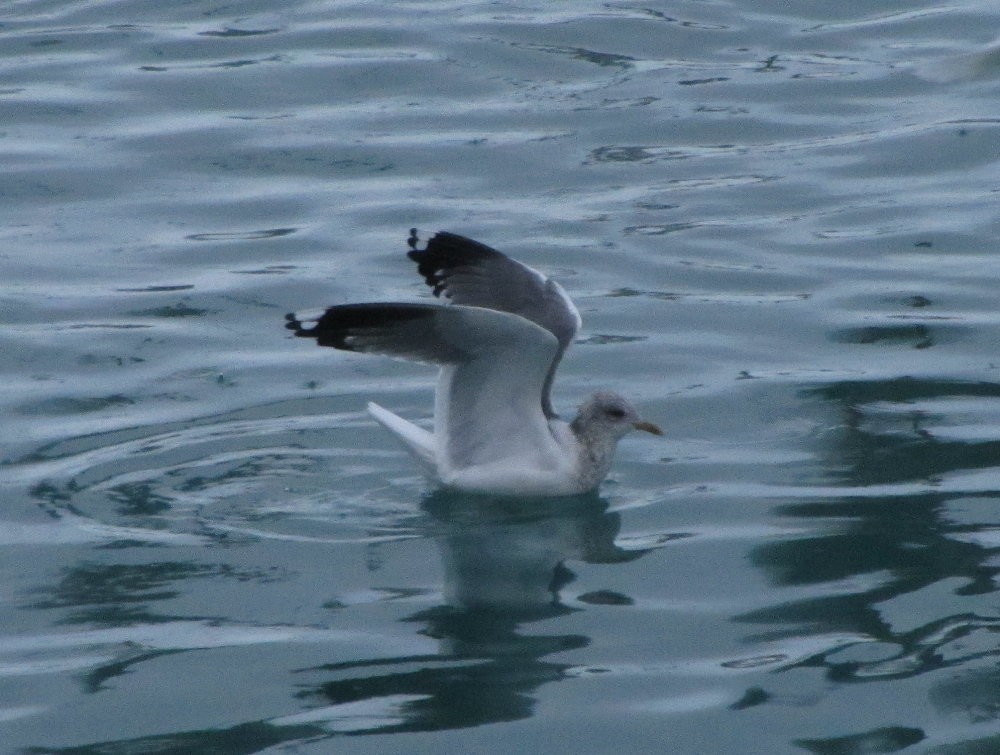 Common Gull (Kamchatka) - ML130124511