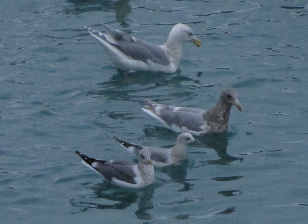 Common Gull (Kamchatka) - ML130124521