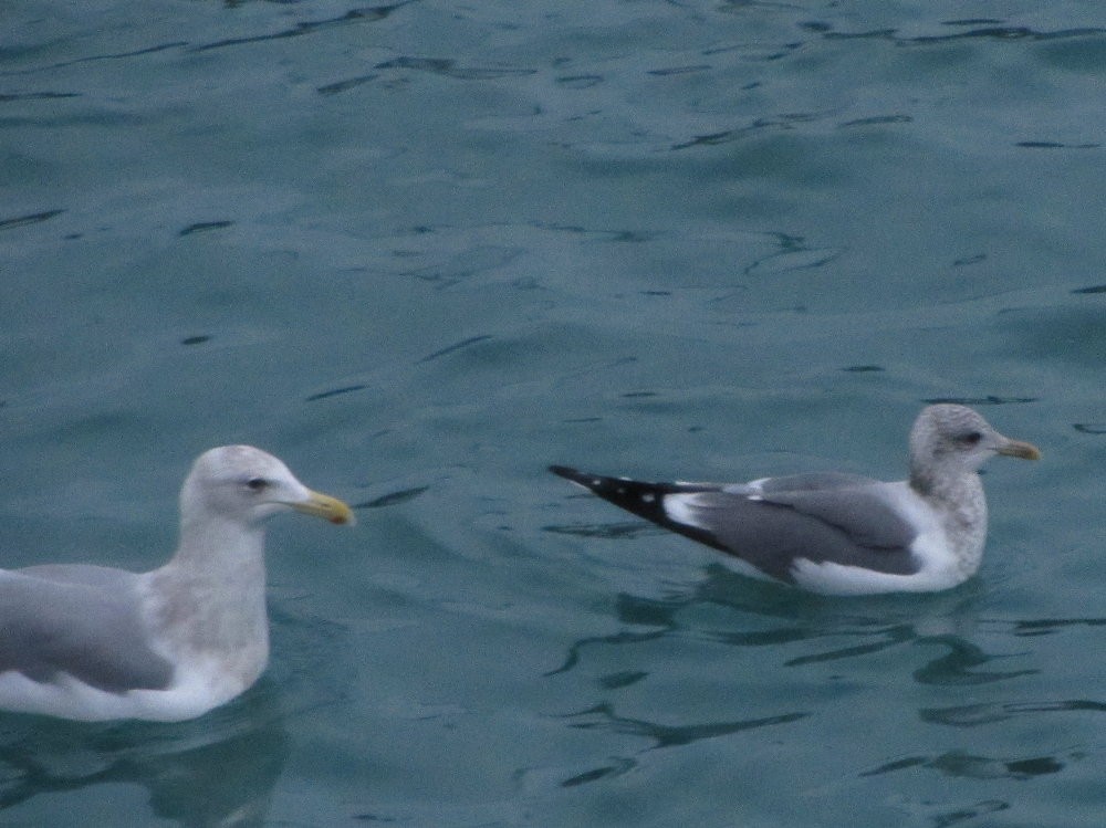 Common Gull (Kamchatka) - ML130124531