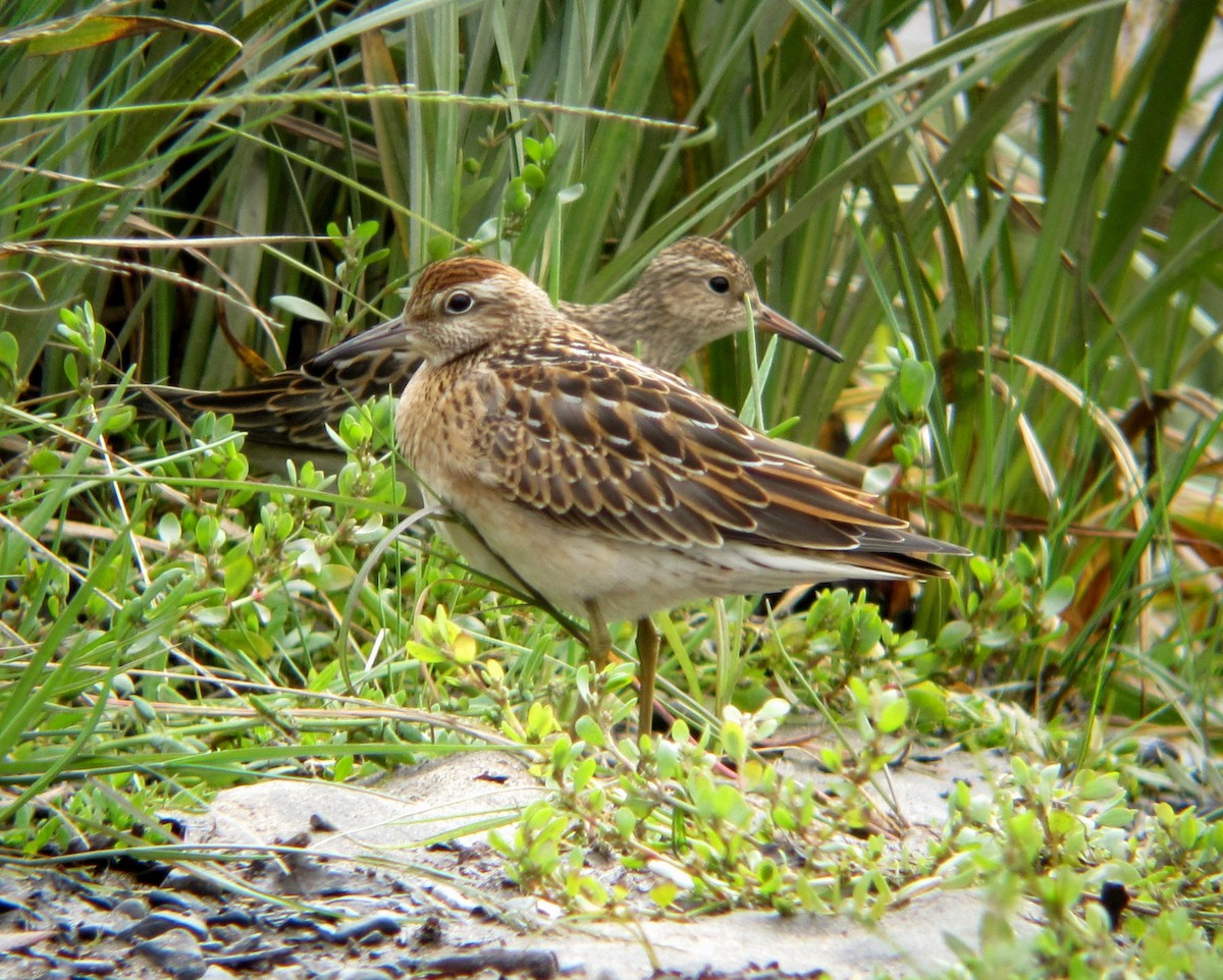 Sharp-tailed Sandpiper - ML130124951