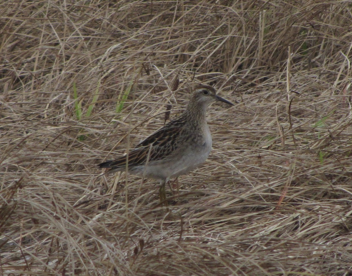 Sharp-tailed Sandpiper - ML130125421