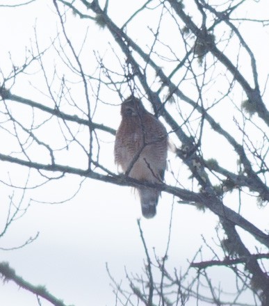 Red-shouldered Hawk - Alix d'Entremont