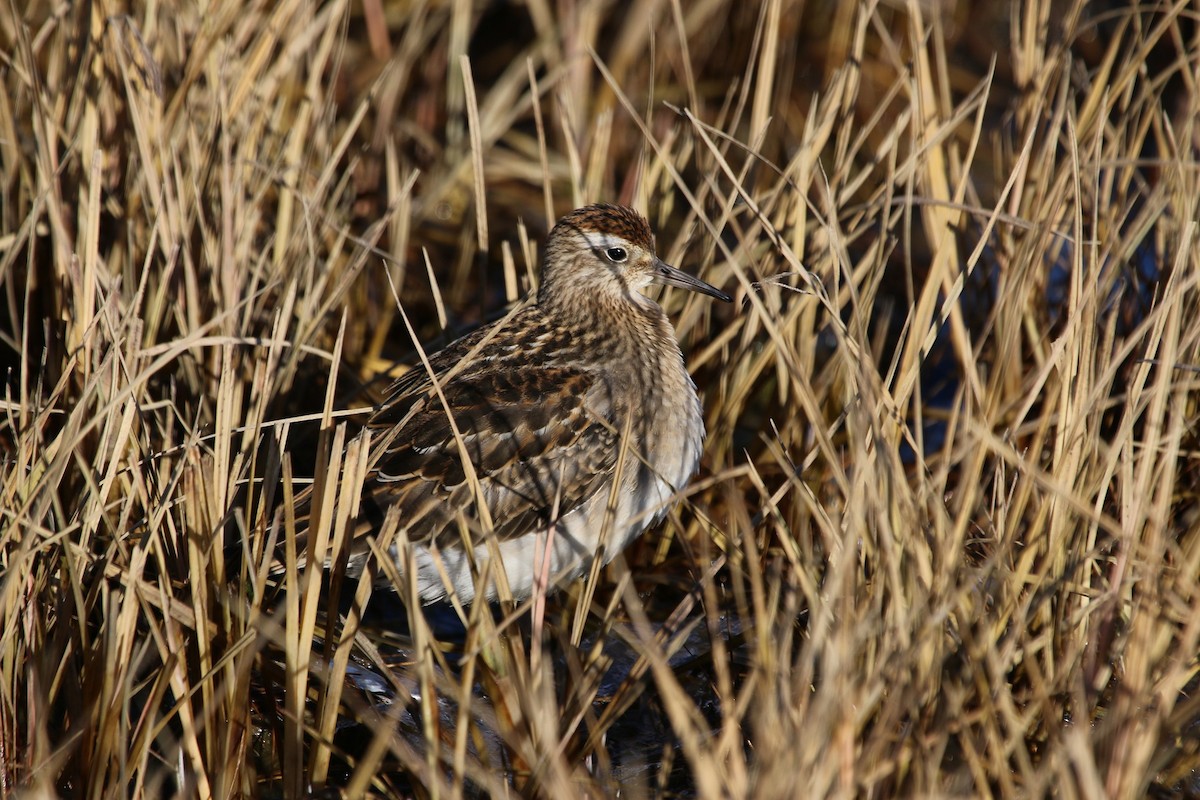 Sharp-tailed Sandpiper - ML130126181