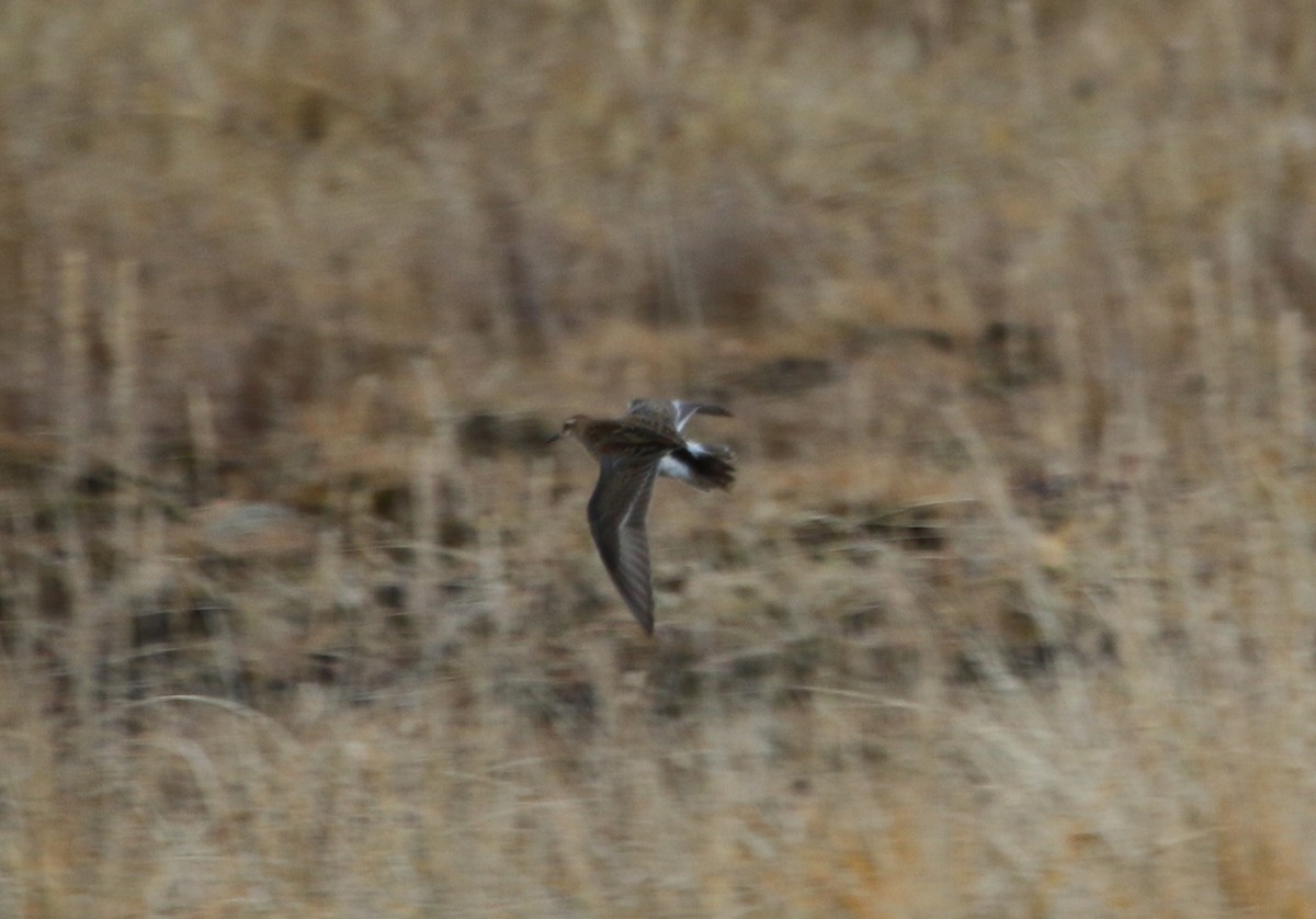 Sharp-tailed Sandpiper - ML130126251