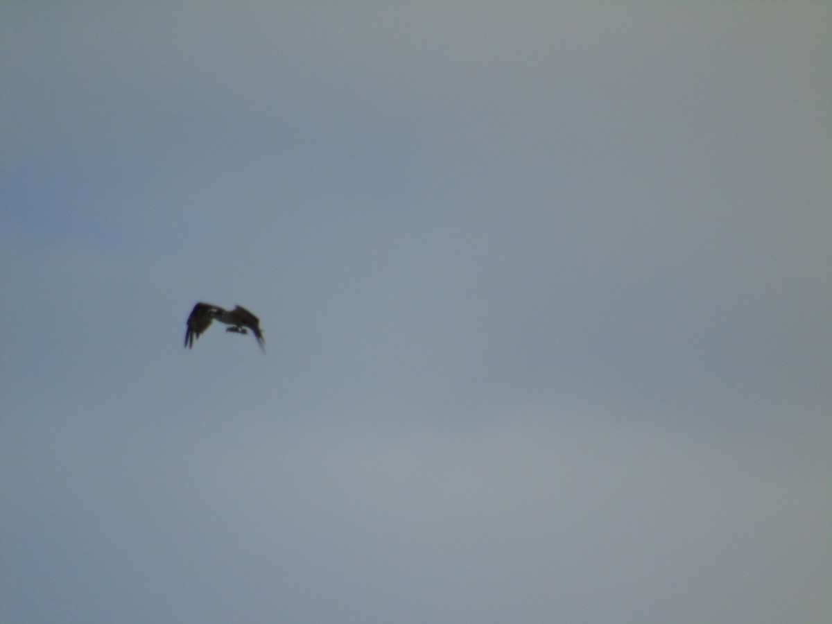 Águila Pescadora - ML130126901