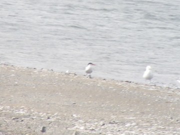 Caspian Tern - ML130128571