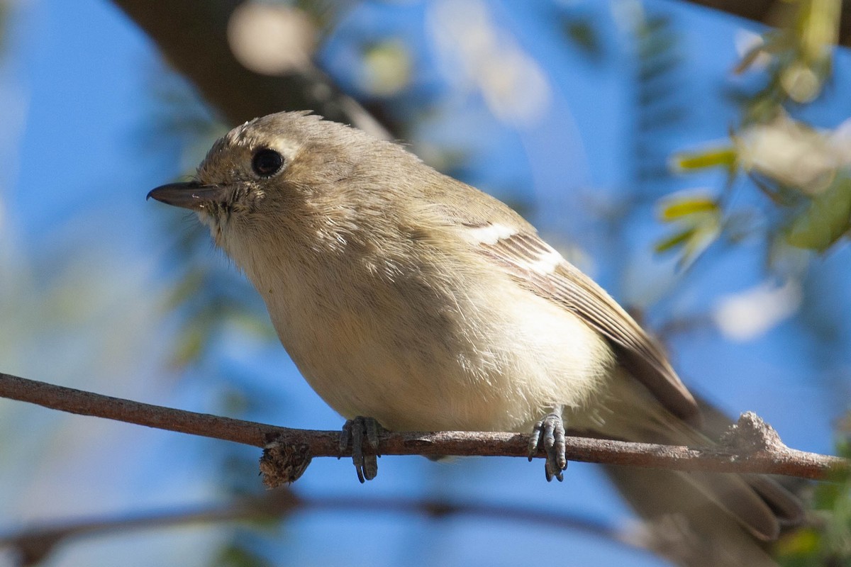 Hutton's Vireo - ML130128891