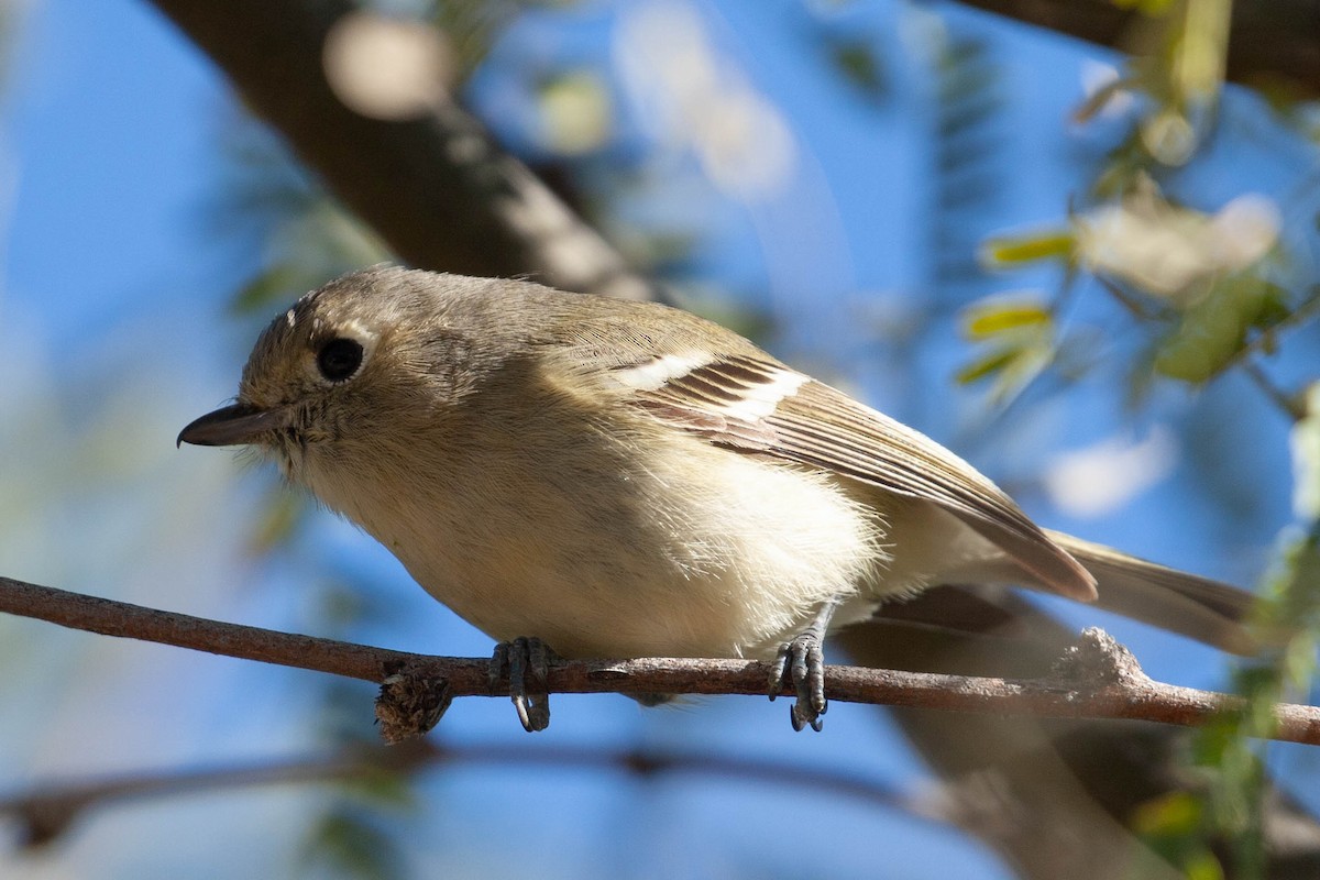 Hutton's Vireo - ML130128901