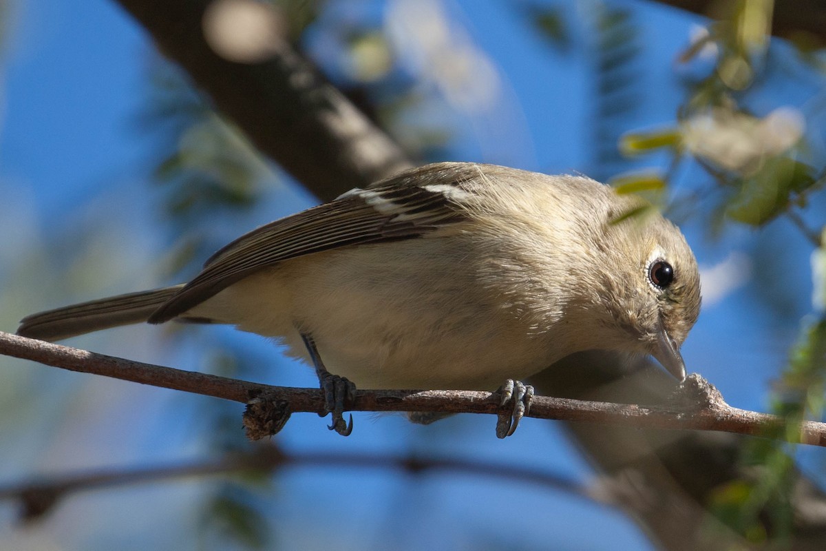 Hutton's Vireo - ML130128911