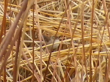 Marsh Wren - ML130129151