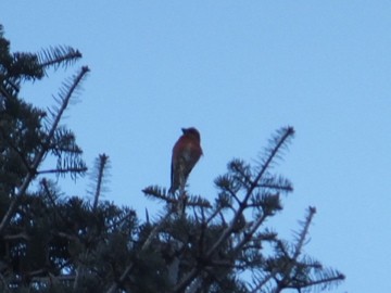 Red Crossbill - ML130129441