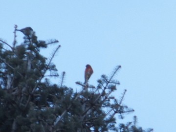 Red Crossbill - Vincent  Zollo