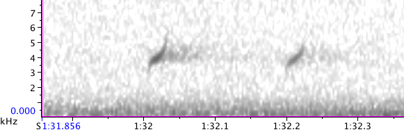 Red Crossbill (Northeastern or type 12) - ML130129491