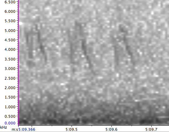 "Шишкар ялиновий (Western Hemlock, або тип 3)" - ML130129521