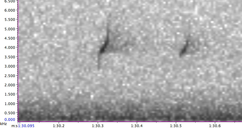 "Шишкар ялиновий (Northeastern, або тип 12)" - ML130129541
