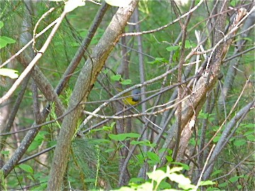 Mourning Warbler - ML130130641